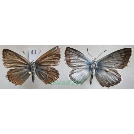 Polyommatus coridon (Poda, 1761) pair Poland41